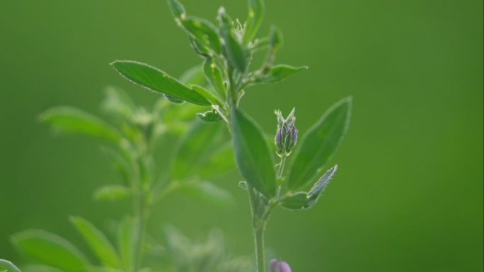 紫花苜蓿养殖草料畜牧饲料牧草苜蓿