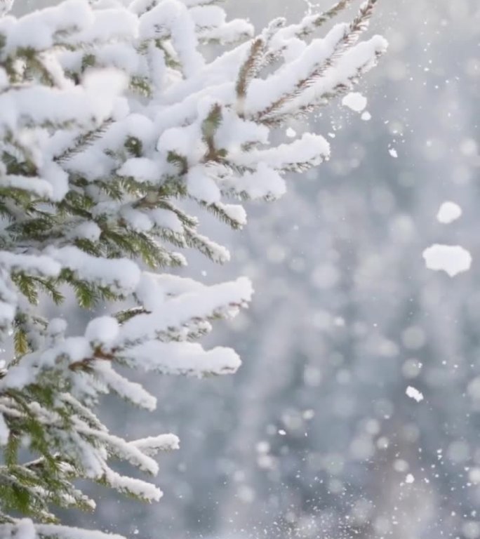 森林里冬天下雪。风把雪从冷杉树枝上吹下来，下雪了。冬天来了。慢动作，垂直屏幕