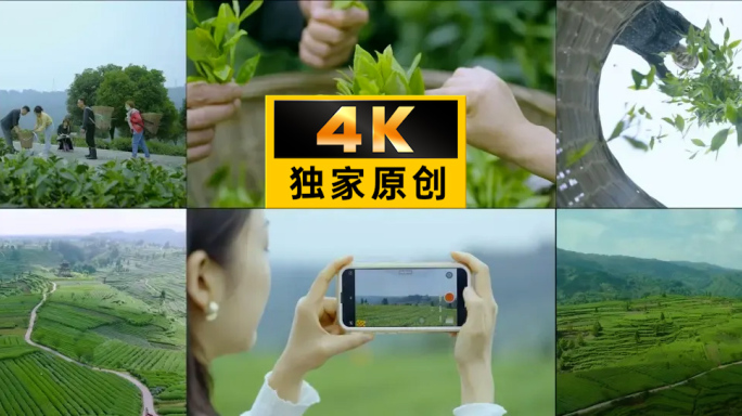 茶女手机拍摄茶园 茶农采茶名山蒙顶山茶园