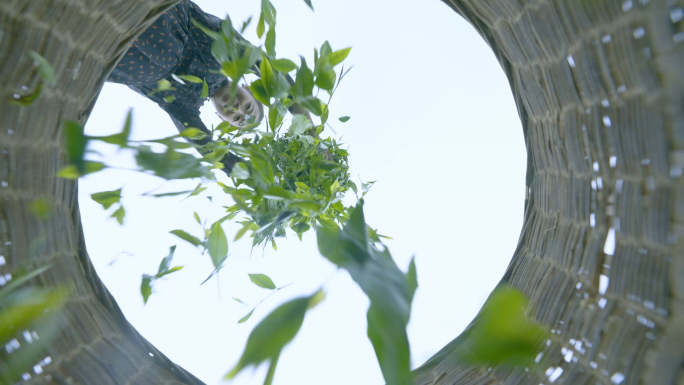 茶女手机拍摄茶园 茶农采茶名山蒙顶山茶园