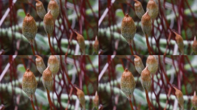 苔藓孢子囊,