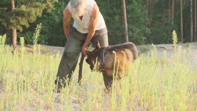 狗训练，德国牧羊犬练蛇，走在女人的腿之间，吠叫。侧视图，森林。