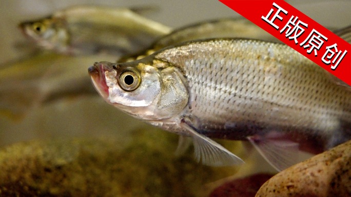 青稍鱼 水底鱼群