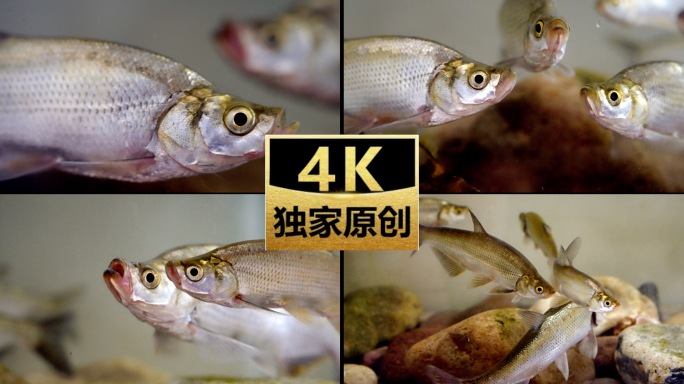 青稍鱼 水底鱼群