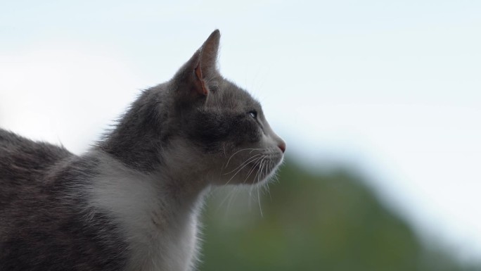 可爱的猫在家里的花园里下雨