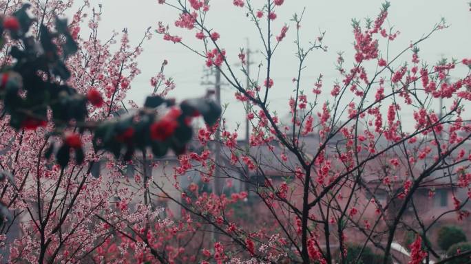 花 意境 唯美 野花 梅花