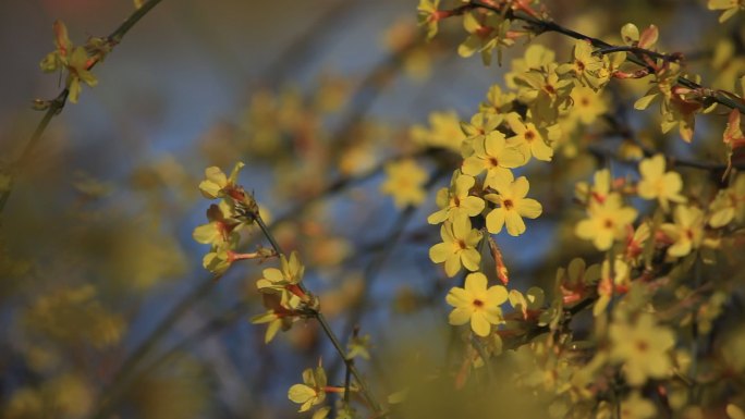 迎春花