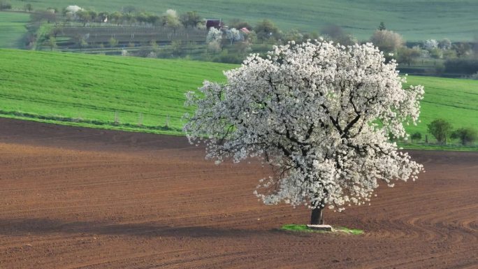 捷克共和国南摩拉维亚地区的春天。春暖花开的大树，绿色的波浪形小山，农田和花园