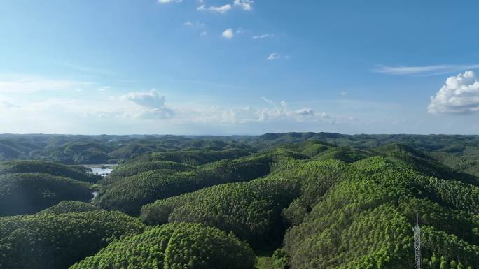 航拍森林