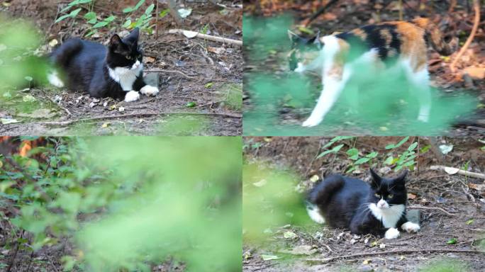 猫 睡觉 流浪猫 三花猫 橘猫 奶牛猫