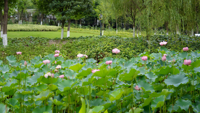 公园荷花 公园  荷花 柳树  夏日