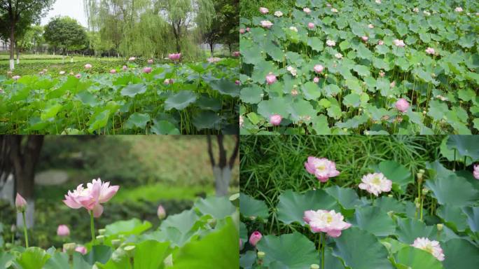 公园荷花 公园  荷花 柳树  夏日