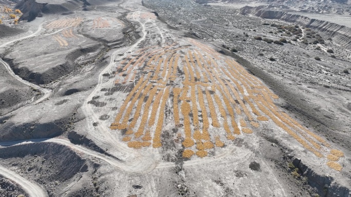 航拍新疆维吾尔自治区和静县野山谷山胡杨