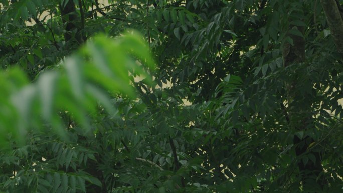 4K河边小树空镜