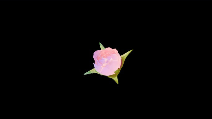 玫瑰开花透明底