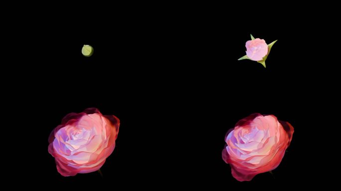 玫瑰开花透明底