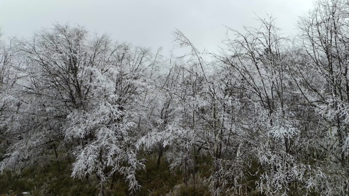 航拍森林 雪淞 霜冻 结冰 严寒冬季雪景