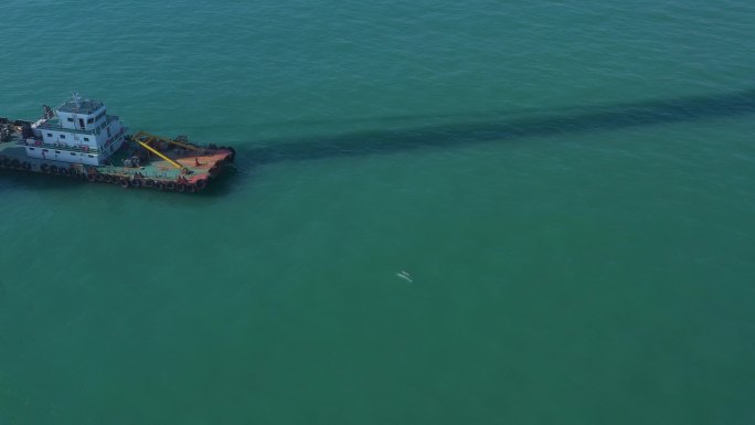 大海中轮船与白海豚邂逅白海豚在轮船边游动