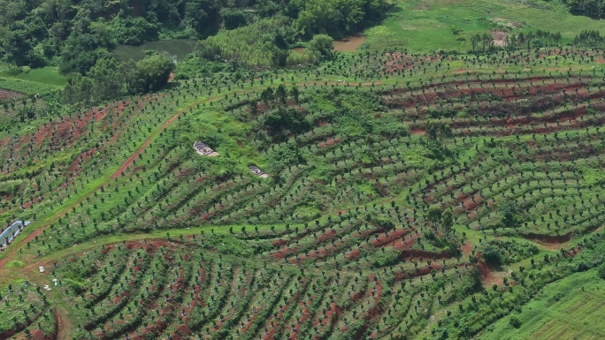 化橘红产业基地航拍