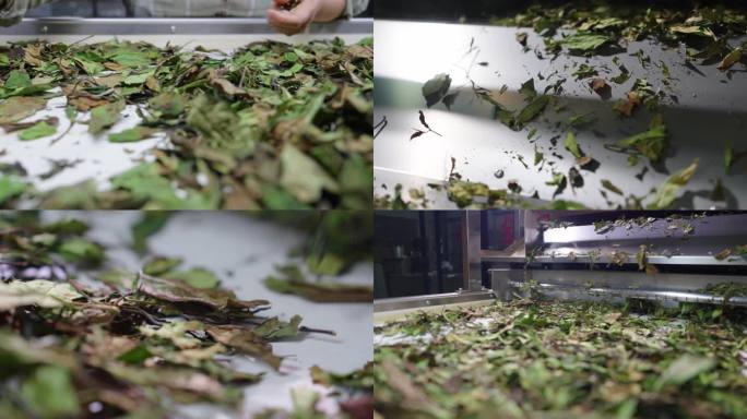 茶叶白茶捡剔机械加工人工挑拣挑选