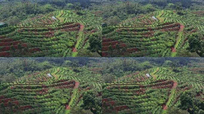 化橘红产业基地航拍