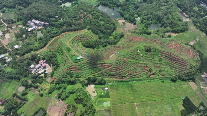 化橘红产业基地航拍