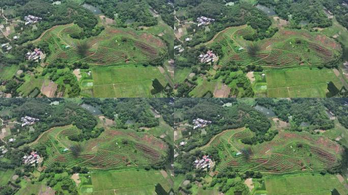 化橘红产业基地航拍