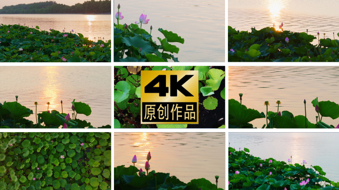 河流边夕阳下的荷花荷叶