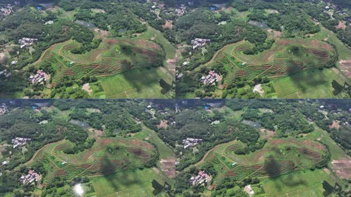 化橘红产业基地航拍