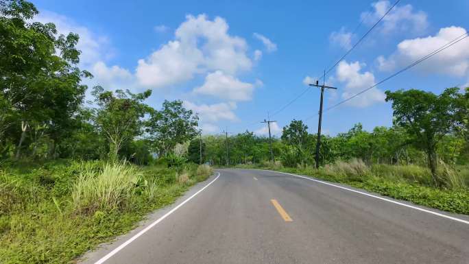 乡村街道热带街道椰子树