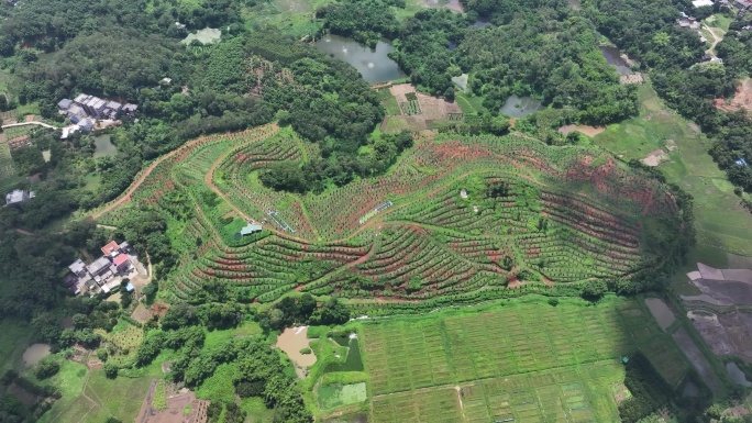 化橘红产业基地航拍