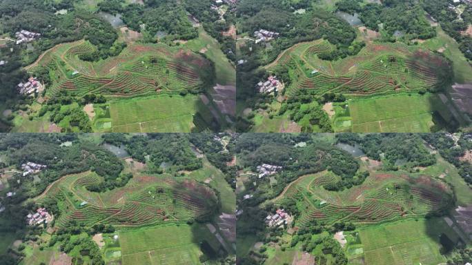 化橘红产业基地航拍