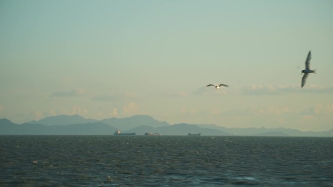 船尾浪花海鸟海浪翻滚4K