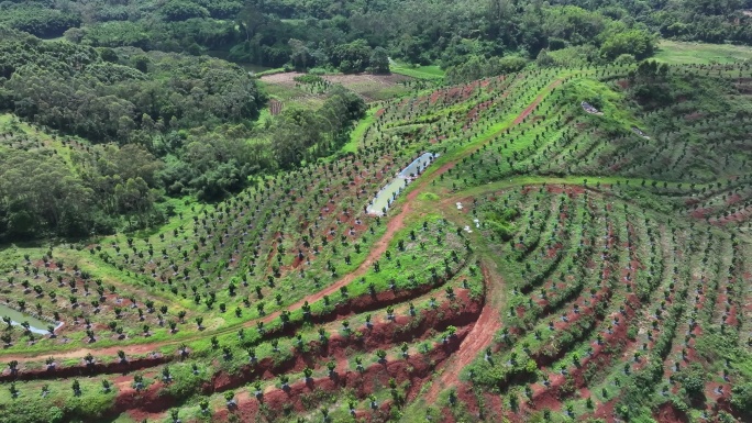 化橘红产业基地航拍