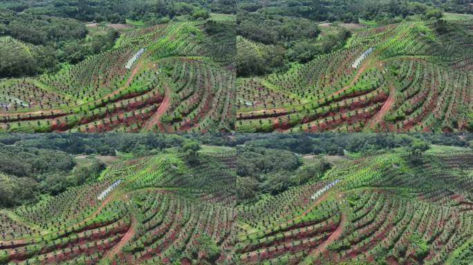 化橘红产业基地航拍