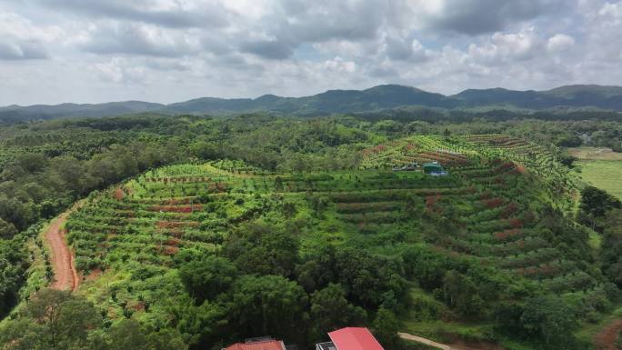 化橘红产业基地航拍