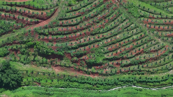 化橘红产业基地航拍