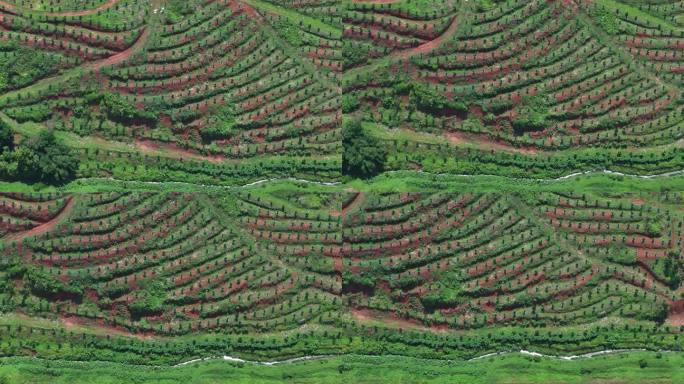 化橘红产业基地航拍