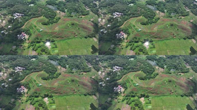 化橘红产业基地航拍