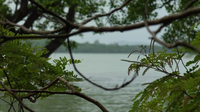 海滩上的树枝