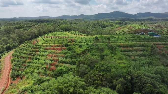 化橘红产业基地航拍