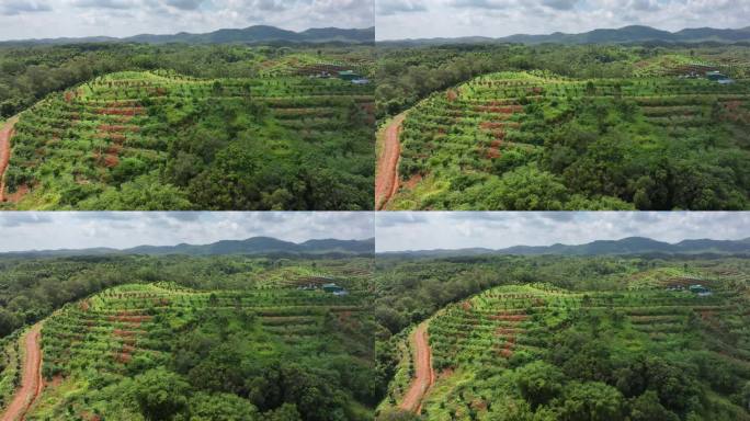 化橘红产业基地航拍