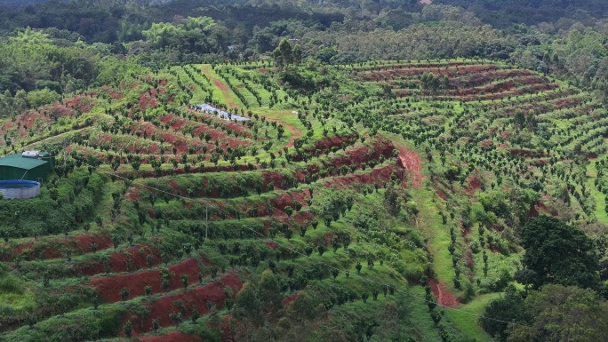 化橘红产业基地航拍