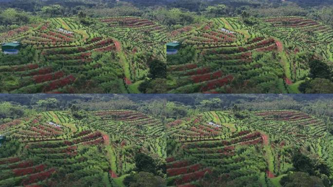 化橘红产业基地航拍