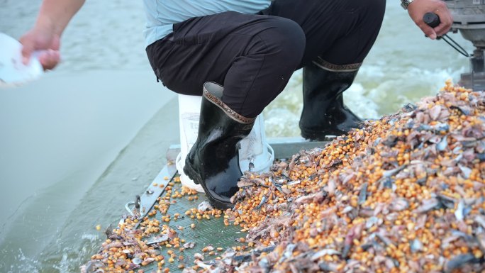 大闸蟹分拣捕捞淡水养殖大闸蟹喂养