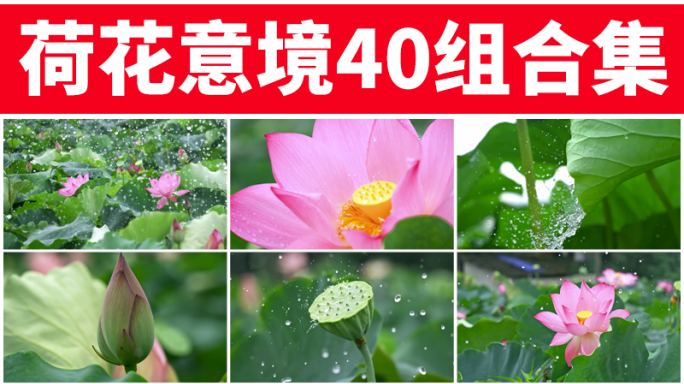 夏日荷花荷叶荷花意境禅意水滴