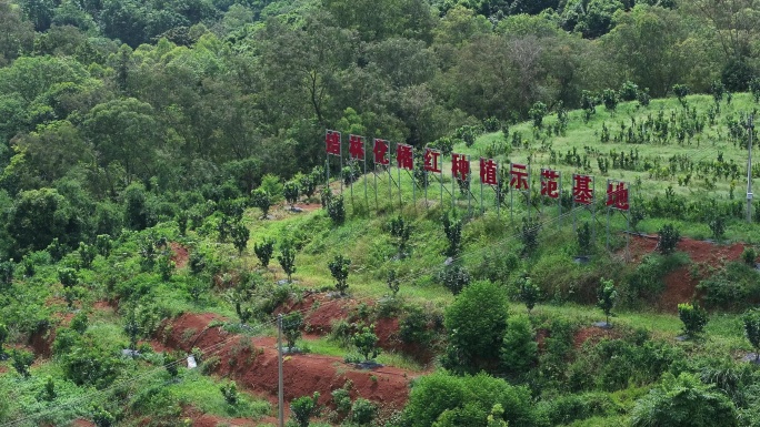 化橘红产业基地航拍