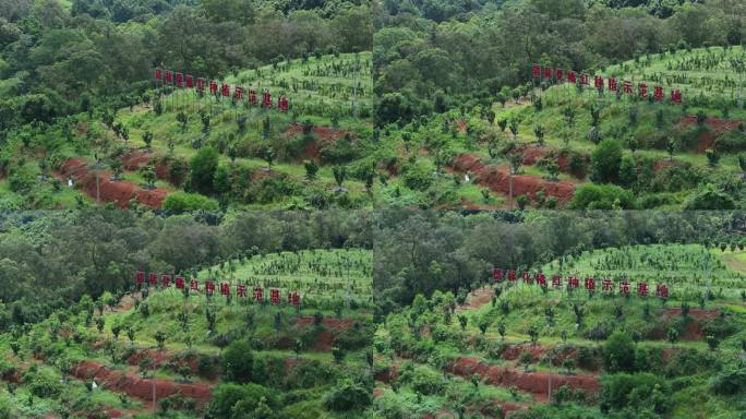 化橘红产业基地航拍