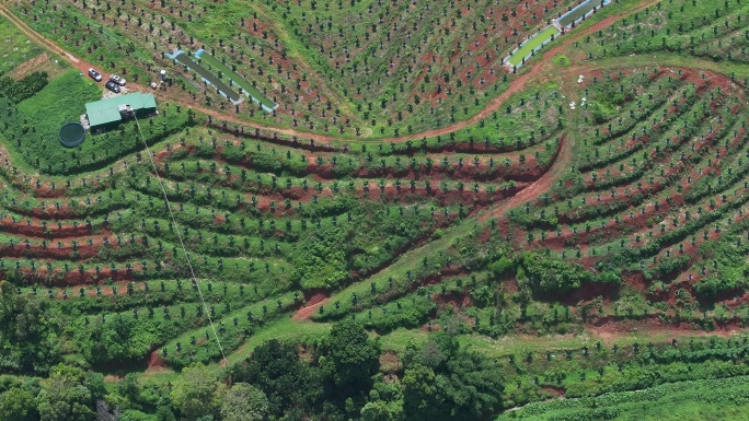 化橘红产业基地航拍