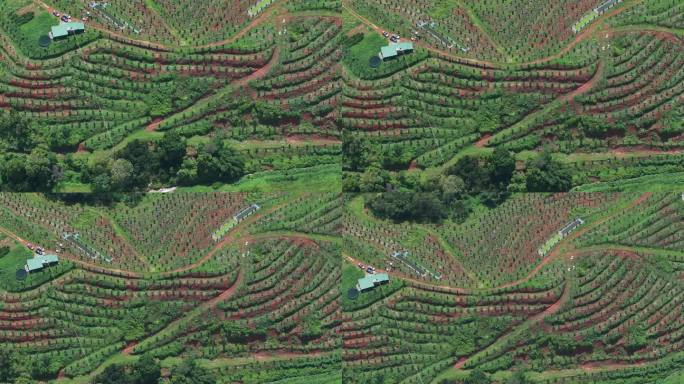 化橘红产业基地航拍